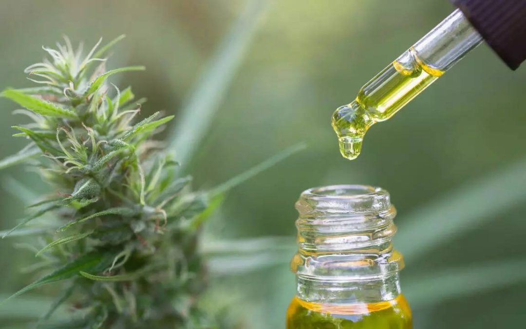 What is CBD oil: Know its health benefits, uses, and scientific backing behind the cannabinoid trend
