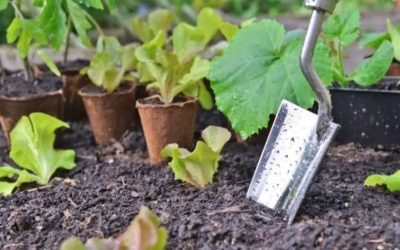 What is the best month to start a garden? Here’s what experts say