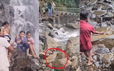 Giant snake falls on man carrying child at Amboli waterfall; tourists shout “Run, cobra”