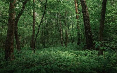 Forest vs jungle: What is the actual difference between the two?